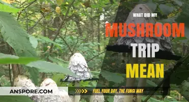 Decoding My Mushroom Trip: Insights, Revelations, and Personal Growth Explored