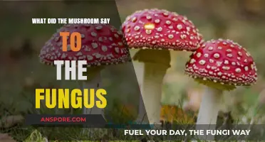 What Did the Mushroom Whisper to the Fungus? A Humorous Tale
