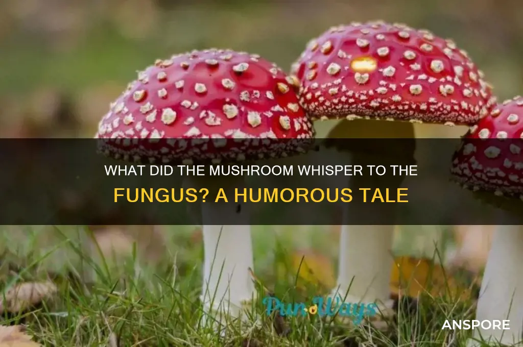 what did the mushroom say to the fungus