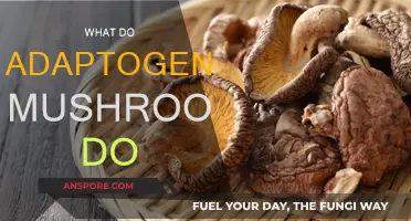 Mushroom Magic: Unlocking Adaptogenic Power