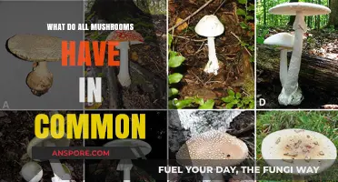 Unveiling the Shared Traits of All Mushrooms: A Fungal Commonality