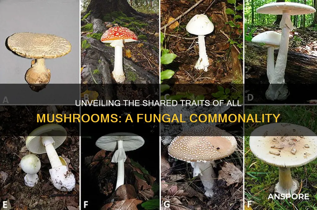 what do all mushrooms have in common