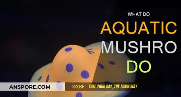 Aquatic Mushrooms: Their Role and Impact