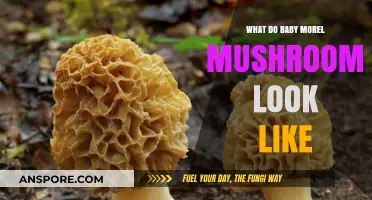 Identifying Baby Morel Mushrooms: A Beginner's Visual Guide