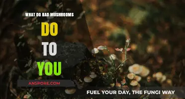 Toxic Mushrooms: Symptoms, Risks, and How to Stay Safe