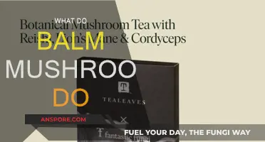 Explore the Magical Powers of Balm Mushrooms