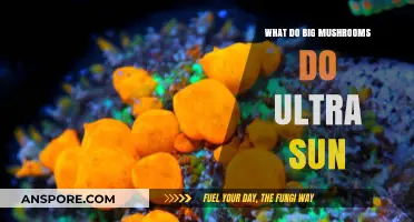 Exploring Big Mushrooms' Effects in Pokémon Ultra Sun: A Comprehensive Guide