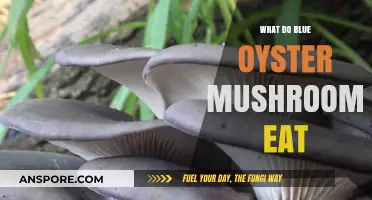 Unveiling the Diet of Blue Oyster Mushrooms: Nutrient Sources Explained