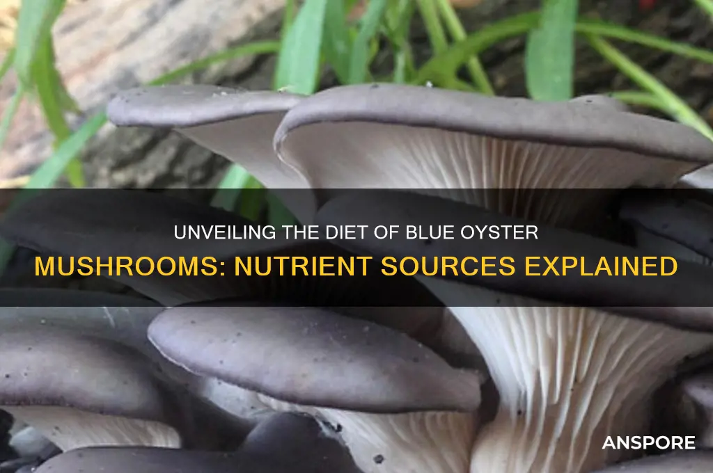 what do blue oyster mushrooms eat