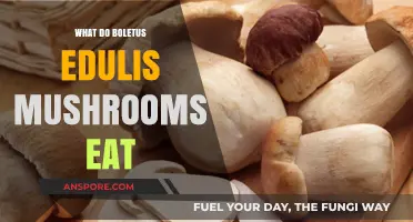 What Do Boletus Edulis Mushrooms Eat? Unveiling Their Unique Diet