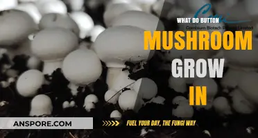What Do Button Mushrooms Grow In: Substrate Secrets Revealed