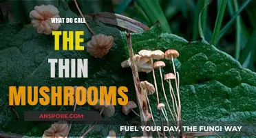 Exploring the Delicate World of Thin Mushrooms: Names and Varieties