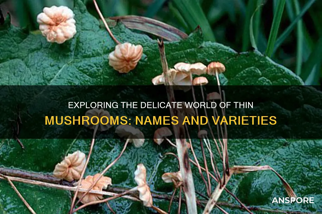 what do call the thin mushrooms