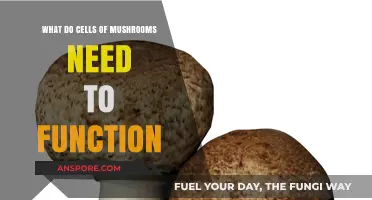 Essential Nutrients and Conditions for Mushroom Cells to Thrive