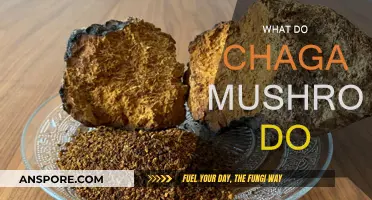 Chaga Mushrooms: Ancient Medicine, Modern Benefits