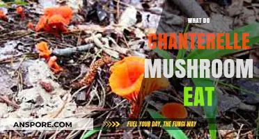 Chanterelle Mushrooms' Diet: Unveiling Their Unique Nutrient Sources in Nature