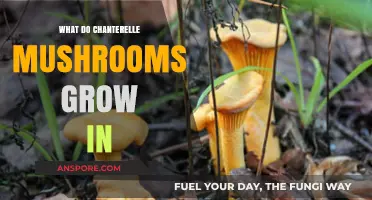 Where Chanterelles Thrive: Unveiling Their Ideal Forest Habitat