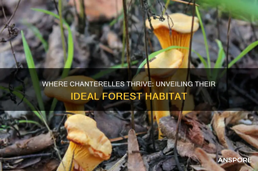 what do chanterelle mushrooms grow in