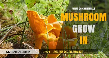 Where Do Chanterelle Mushrooms Thrive: Ideal Growing Conditions Explained