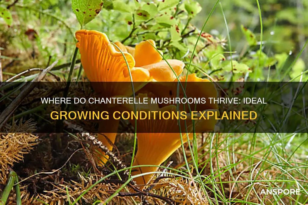 what do chantrelle mushrooms grow in