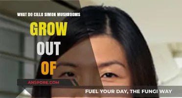 Unveiling the Substrate: What Do Cillo Simon Mushrooms Grow Out Of?