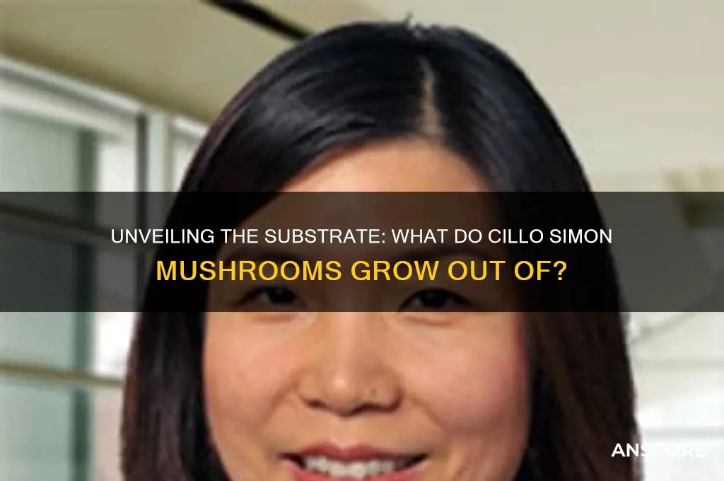 what do cillo simon mushrooms grow out of