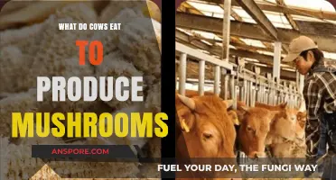 Cows' Diet and Mushroom Production: Unraveling the Unexpected Connection