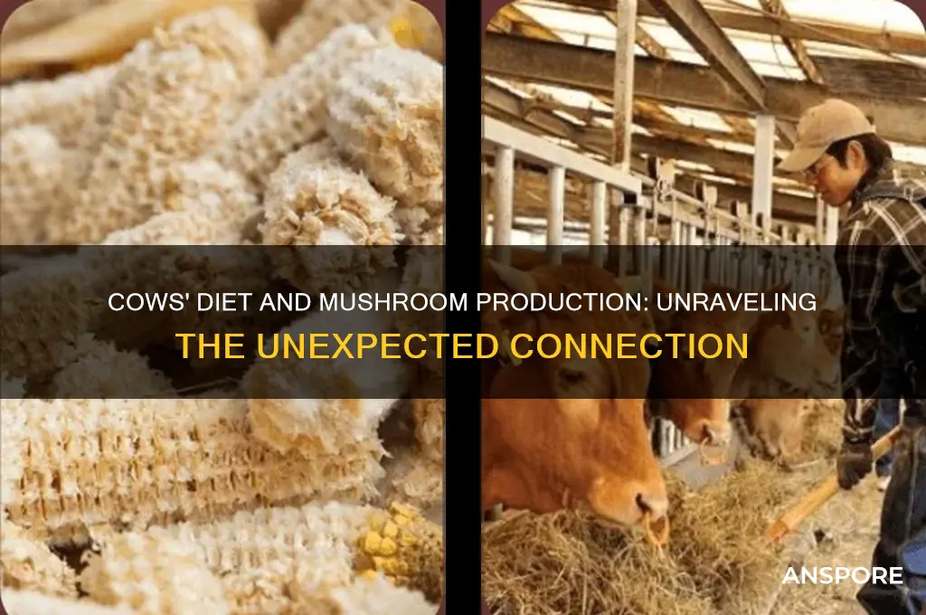 what do cows eat to produce mushrooms