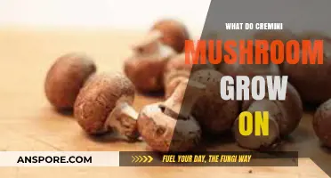 Where Do Cremini Mushrooms Thrive? Substrates for Optimal Growth