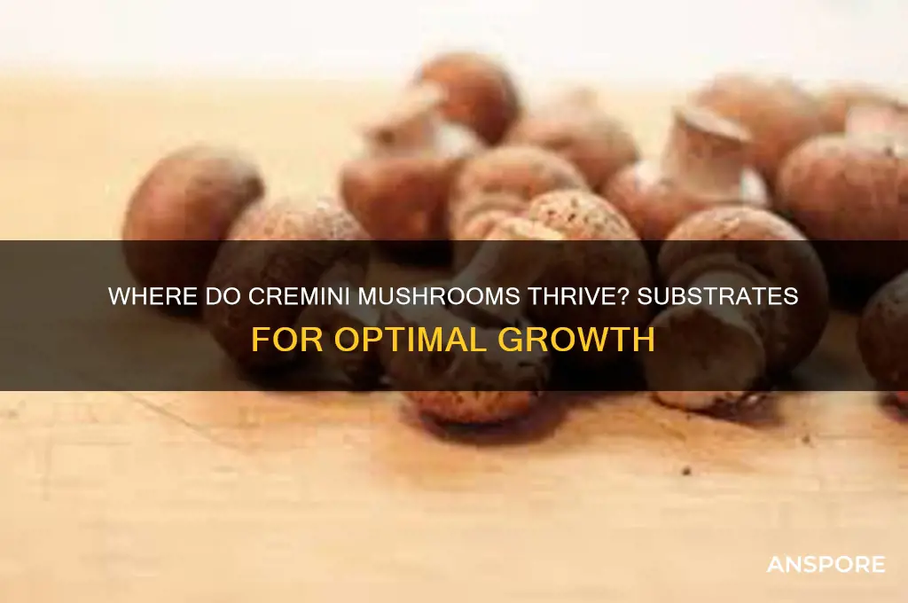 what do cremini mushrooms grow on