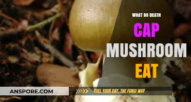 Unveiling the Death Cap Mushroom's Diet: What Sustains This Deadly Fungus?