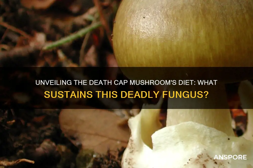 what do death cap mushrooms eat