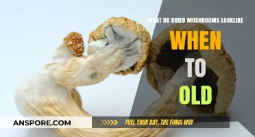 Aging Dried Mushrooms: How to Spot When They're Past Their Prime
