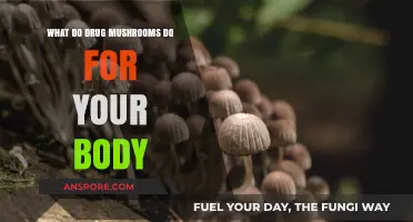 Exploring the Effects of Psychedelic Mushrooms on Your Body