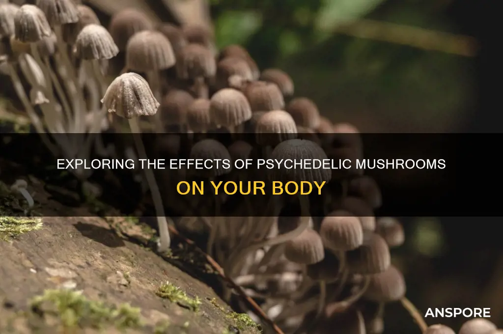 what do drug mushrooms do for your body