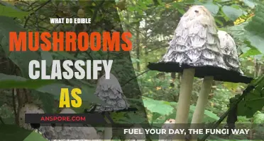 Edible Mushrooms: Fungi Classification, Nutrition, and Culinary Uses Explained