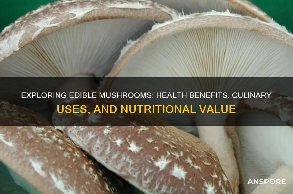 what do edible mushrooms do