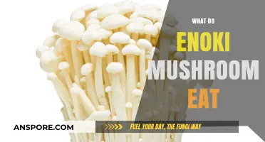 What Do Enoki Mushrooms Eat? Unveiling Their Unique Nutrient Sources