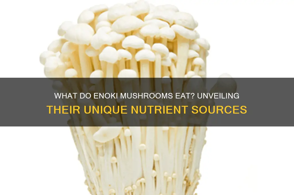 what do enoki mushrooms eat