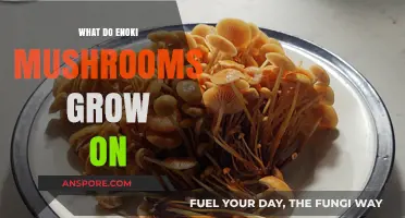 Unveiling Enoki Mushrooms' Growth Secrets: Substrates and Cultivation Insights