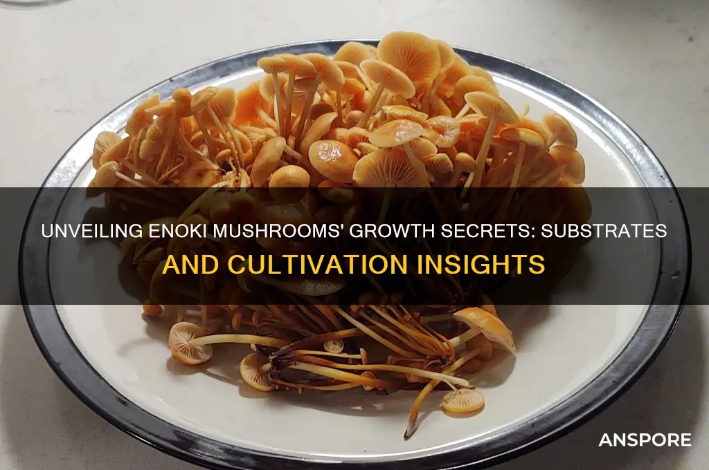 what do enoki mushrooms grow on