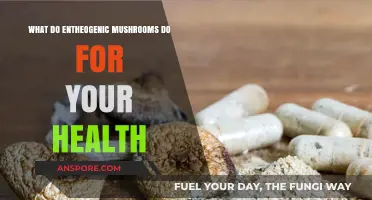 Entheogenic Mushrooms: Unlocking Health Benefits and Mind-Body Wellness