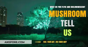 Glowing Secrets: Fireflies and Mushrooms Illuminate Nature's Hidden Language