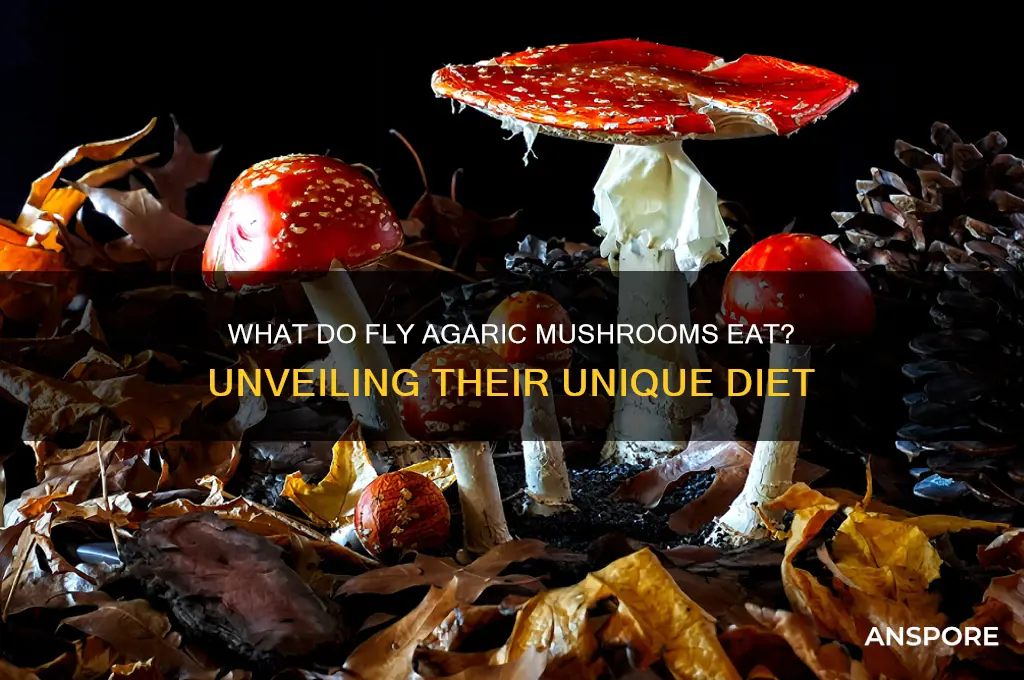 what do fly agaric mushrooms eat
