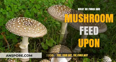Fungi and Mushrooms: Unveiling Their Unique Feeding Habits and Sources