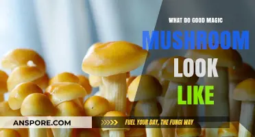 Identifying Quality Magic Mushrooms: Visual Guide to Optimal Psilocybin Strains