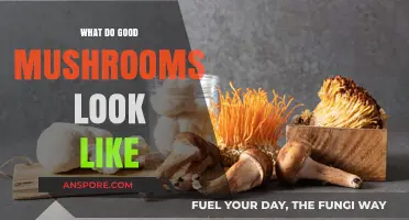 Identifying Quality Mushrooms: Visual Guide to Fresh, Healthy Varieties