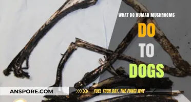 Human Mushrooms and Dogs: Risks, Symptoms, and Safety Tips