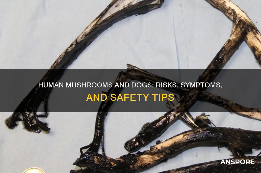 what do human mushrooms do to dogs