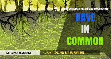 Shared Secrets: How Humans, Plants, and Mushrooms Interconnect in Nature